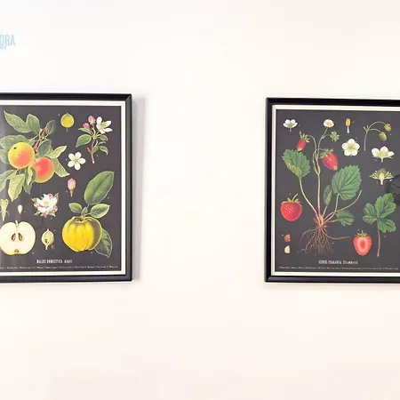 Blue Life 2a Tirabora Short Rent